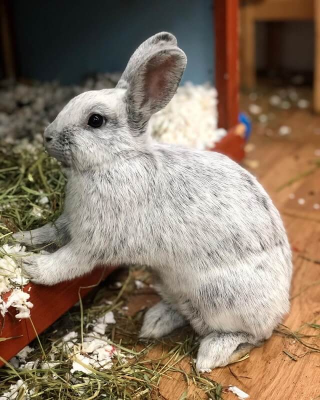 Jenis-jenis kelinci