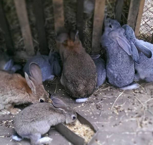 Jenis-jenis kelinci