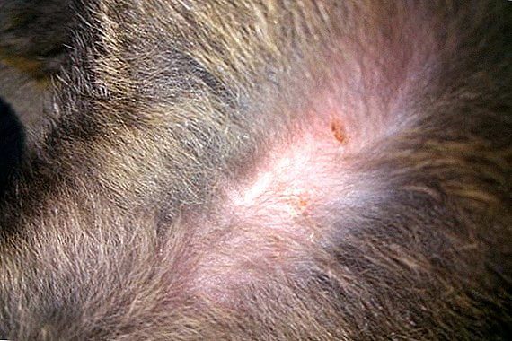 Penyakit Kelinci Ringworm