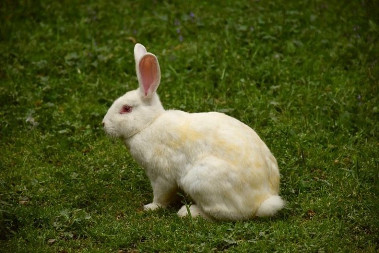 Kelinci New Zealand: Harga, Karakteristik dan Perawatan