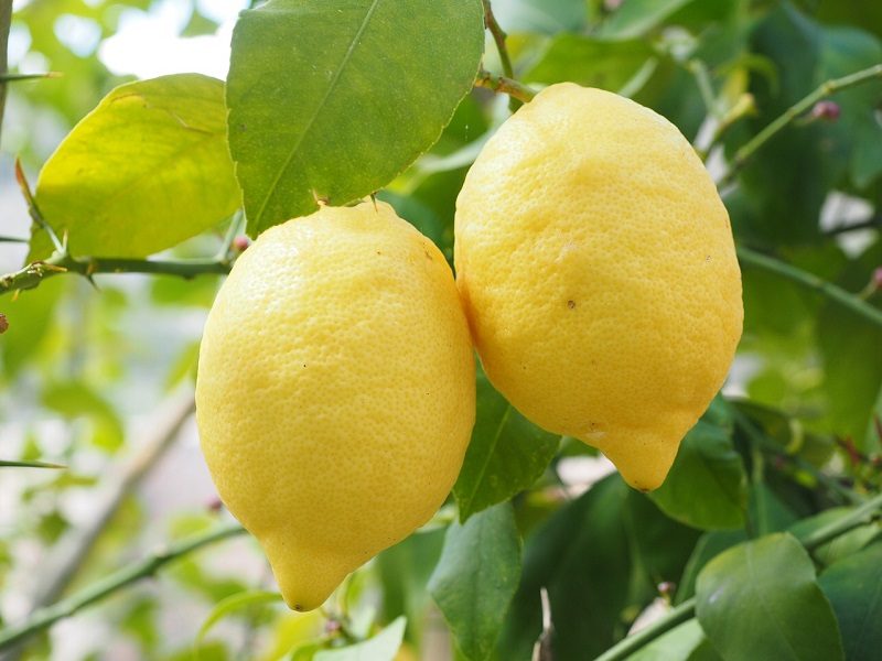 Manfaat Buah Lemon