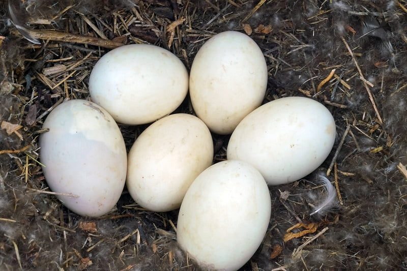 Manfaat Telur Bebek