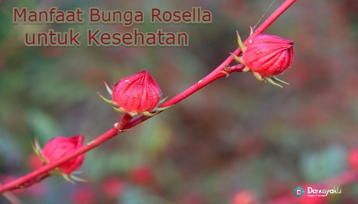 Manfaat Bunga Rosella